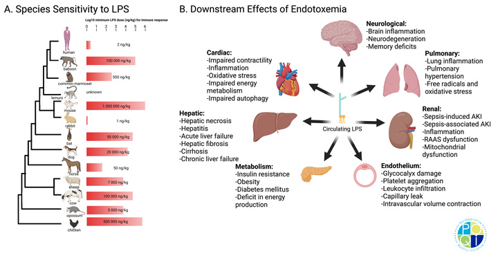 Fig. 5 Susceptibility to endotoxemia and downstream systemic efects. A Humans are much more sensitive to LPS than most other species. B
Endotoxemia results in systemic sequelae, impacting numerous organ systems and may result in multi-organ dysfunction. LPS, lipopolysaccharide.