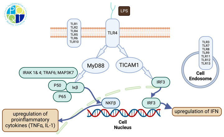 Fig. 4 TLR signaling activated by GI failure. TLR are responsible for detection of microbial components that cross the gut mucosal barrier into host
tissues. The best characterized of the TLR is TLR4, which senses LPS from Gram negative bacteria. IL-1, interleukin; IFN, interferon; IRAK, IL-1 receptor
associated kinase; IRF3, interferon regulatory factor 3; LPS, lipopolysaccharide; MyD88, myeloid diferentiation factor 88; NF-κB, nuclear factor kappa
B; MAP3K7, mitogen-activated protein kinase kinase 7 (also known as TAK1); TIR, toll/interleukin-1 receptor; TLR, toll like receptor; TNFa, tumor
necrosis factor alphal; TICAM1, Toll-IL-1 receptor domain-containing adaptor molecule (also known as TRIF).