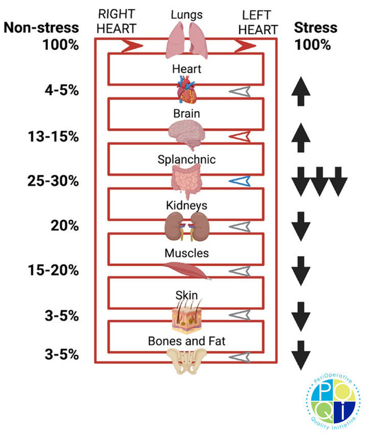 Fig. 2 Distribution of blood fow in critical illness. During stress states,
such as those found in critical illness, blood fow is redistributed away
from the gut to favor perfusion of the heart, brain, and lungs. Created
with BioRender.com